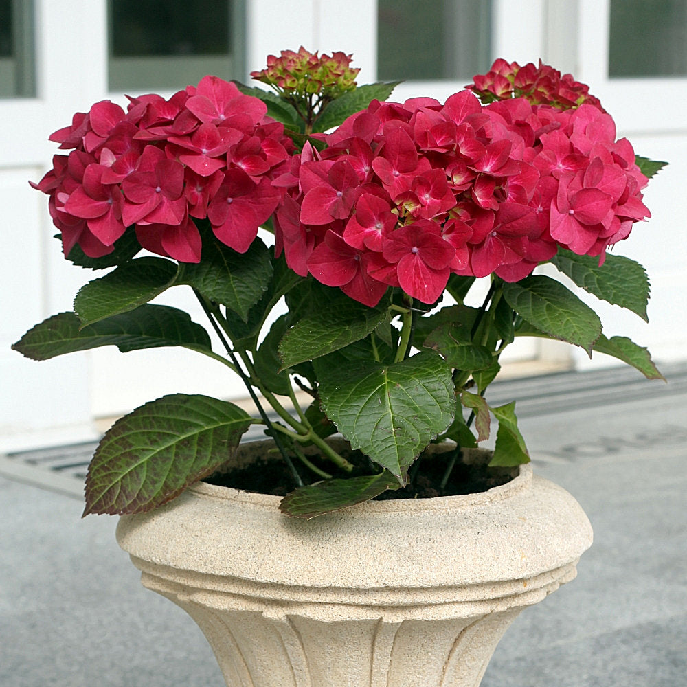 Shrubs Cottage Farms Direct